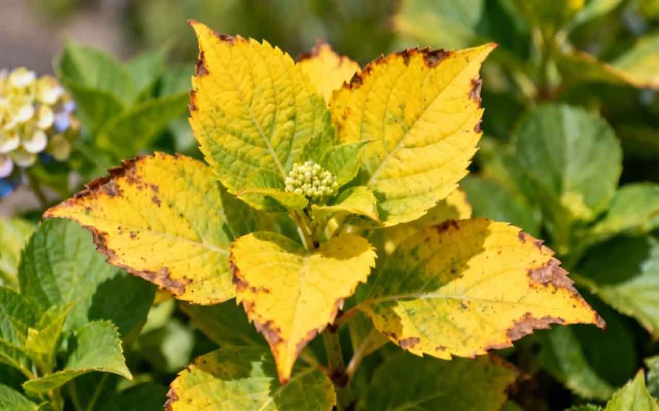 hortensia feuilles jaunes